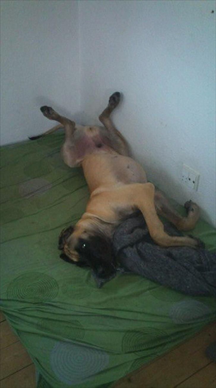 Grand danois Bounty "Hunter" - Fjolle! billede 20