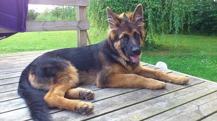 Schæferhund Arthur - 5 måneder, og rigeligt med hår i ørerne! billede 5