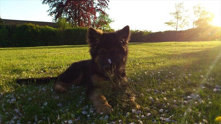 Schæferhund Arthur - Blomsterbarn billede 6
