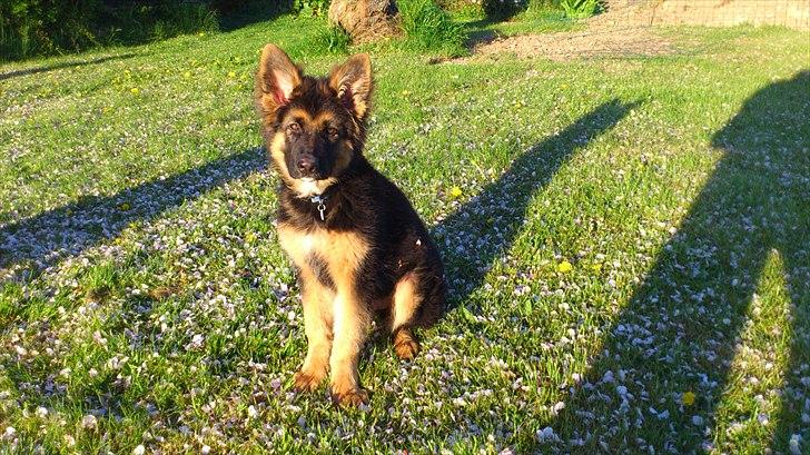 Schæferhund Arthur - 4 måneder billede 7