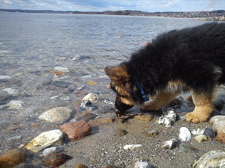 Schæferhund Arthur - 11 uger billede 8
