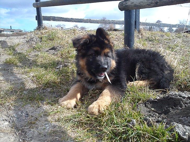 Schæferhund Arthur - 11 uger billede 9