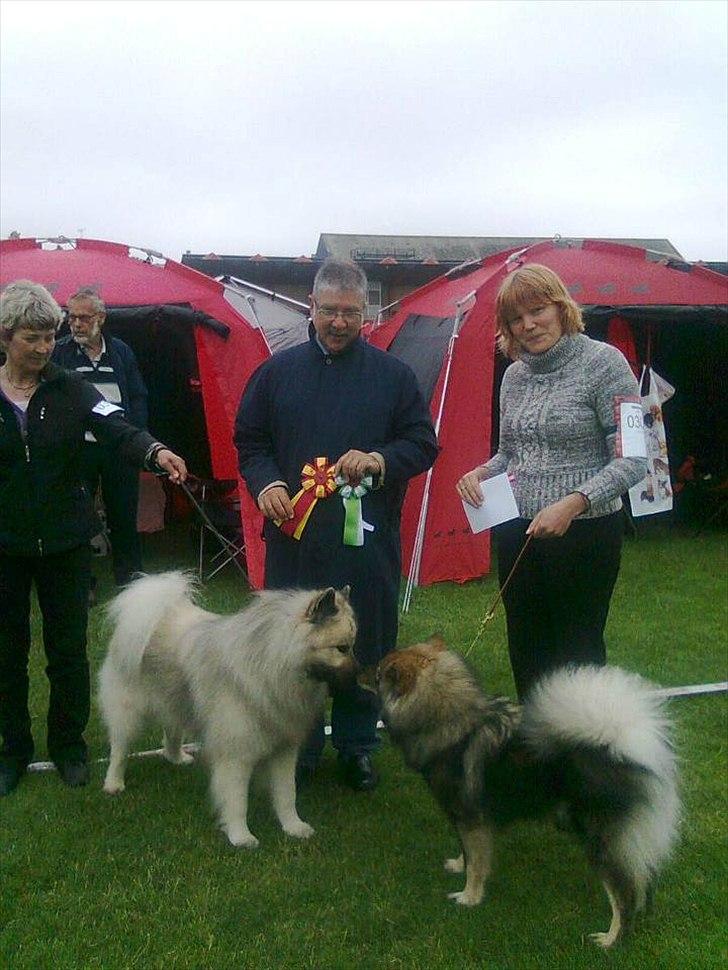 Eurasier Skovagergaards Dorthea - Jeg kysser lige lidt med Darko, vi blev BIR og BIM på Bornholm 3. juli :) billede 11