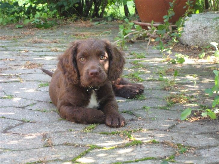 Field Trial Cockerspaniel Choko billede 7
