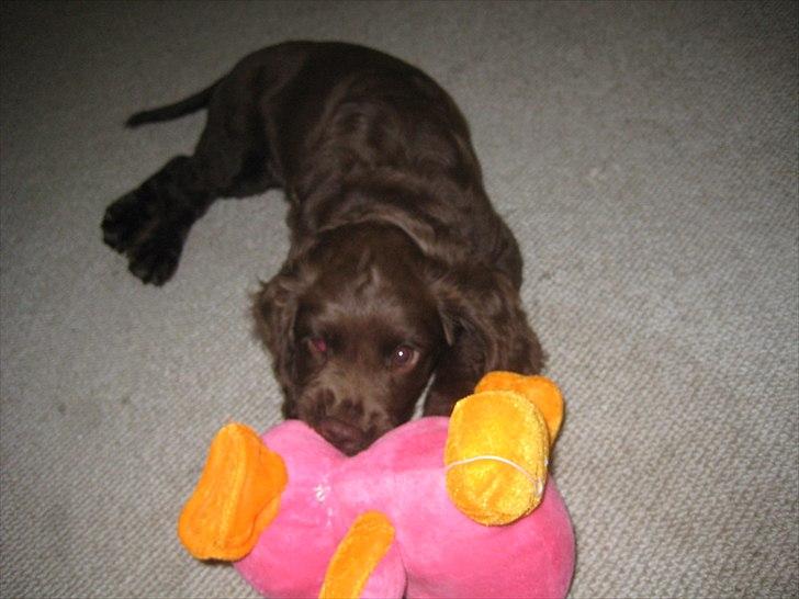 Field Trial Cockerspaniel Choko billede 8