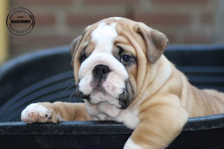 Engelsk bulldog Quark - hejsa.... Navnet er Quark billede 7