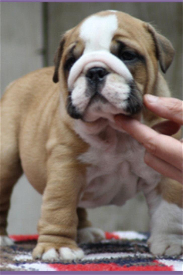 Engelsk bulldog Quark billede 8