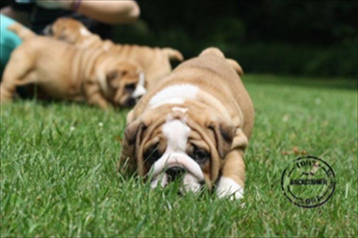 Engelsk bulldog Quark billede 9