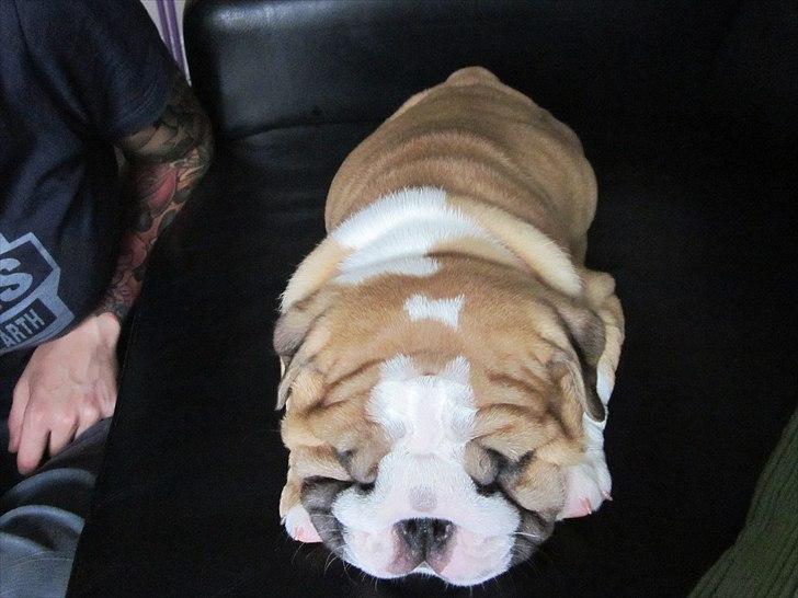 Engelsk bulldog Quark billede 10