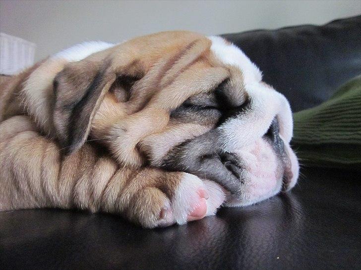 Engelsk bulldog Quark billede 11