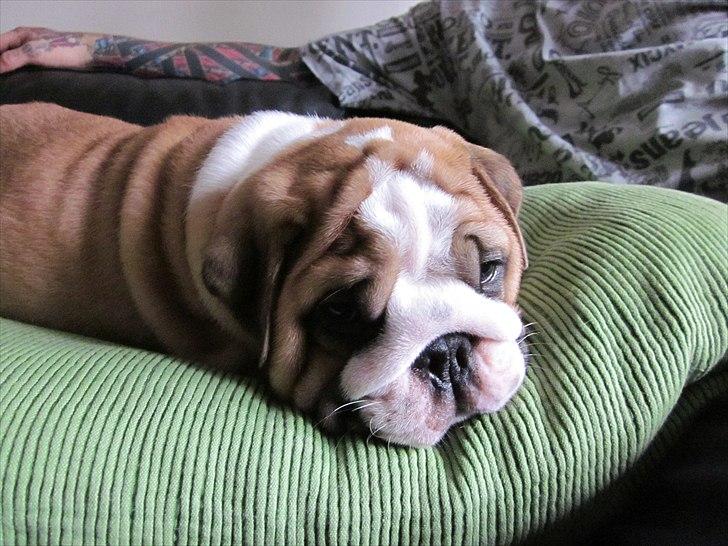 Engelsk bulldog Quark billede 12