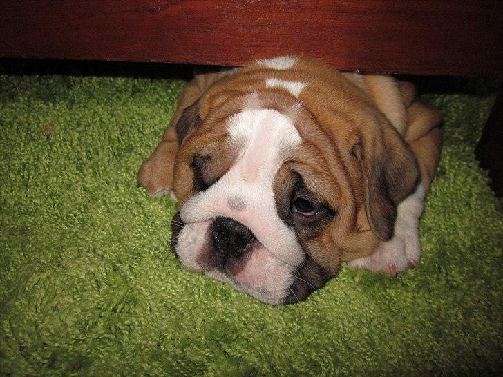 Engelsk bulldog Quark billede 13