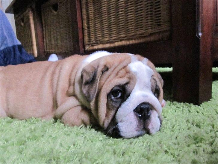 Engelsk bulldog Quark billede 14