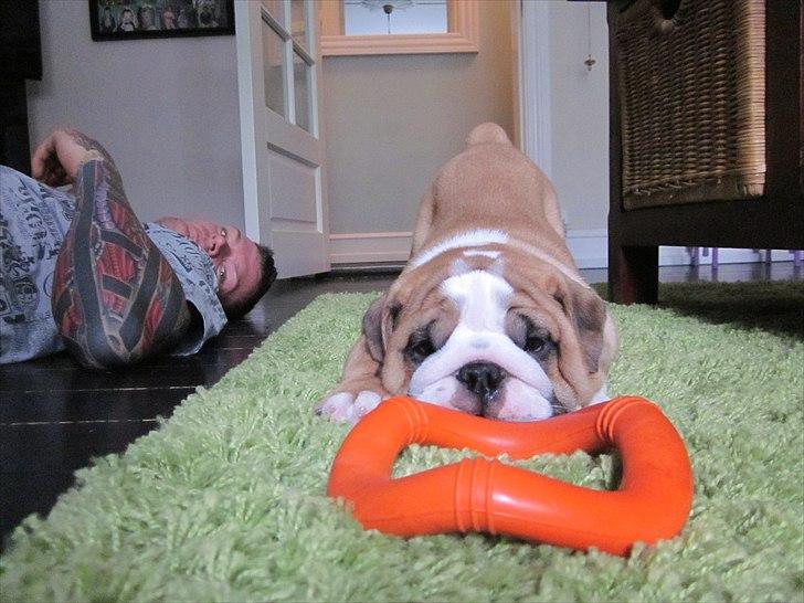 Engelsk bulldog Quark billede 15