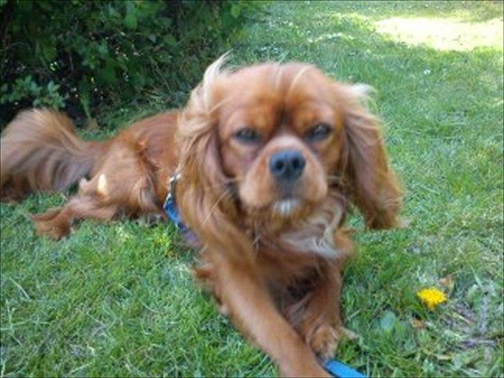 Cavalier king charles spaniel Darcy - Velkommen til Darcys profil :) billede 1