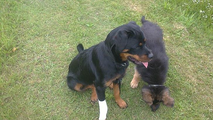 Blanding af racer Babe - Babe har slået foden lidt  billede 1