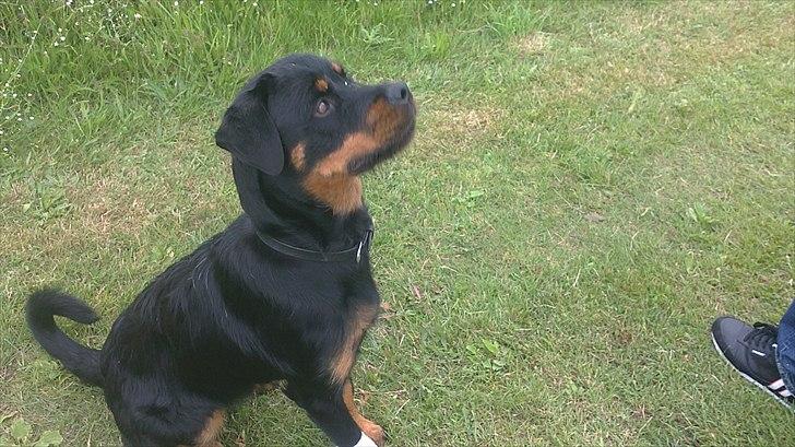 Blanding af racer Babe billede 2