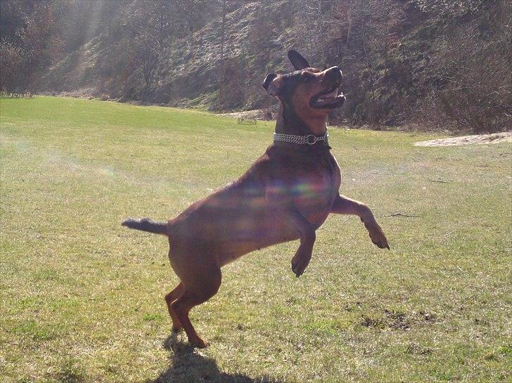 Blanding af racer Quila billede 14