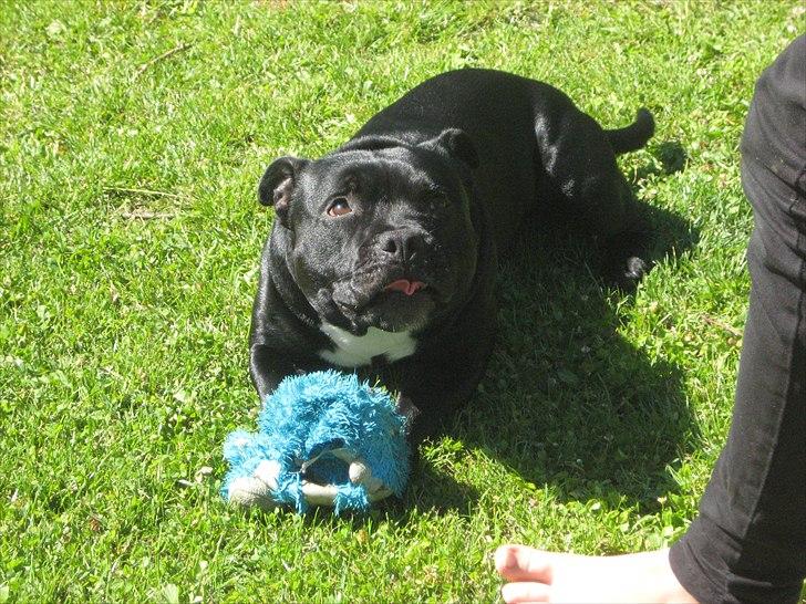 Staffordshire bull terrier nemo billede 17