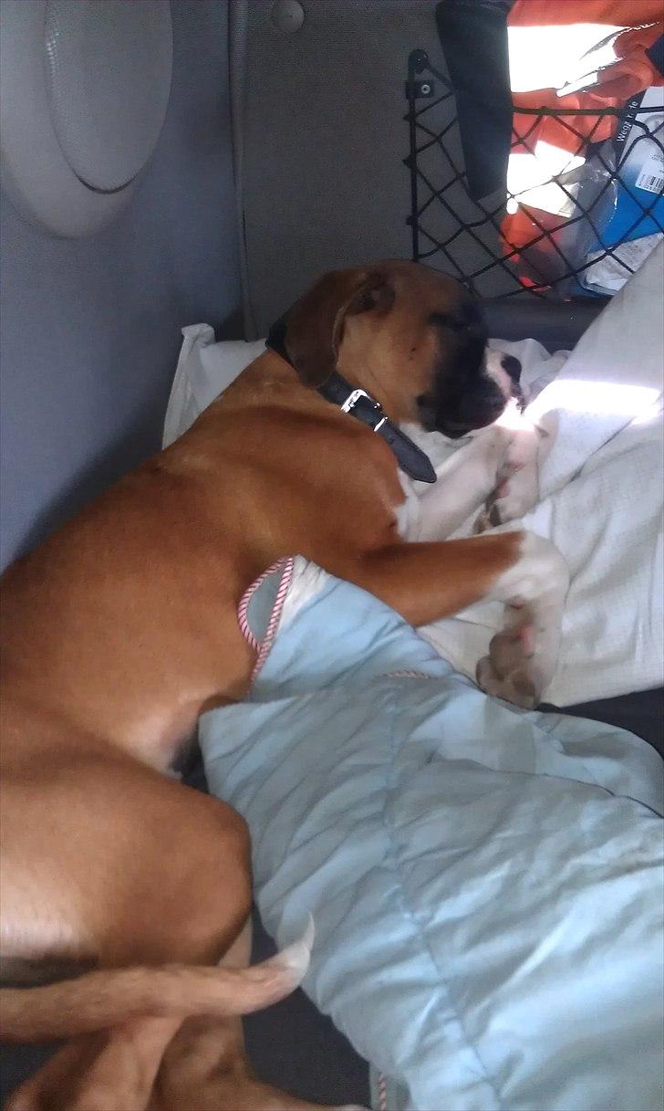 Boxer Zeus billede 6