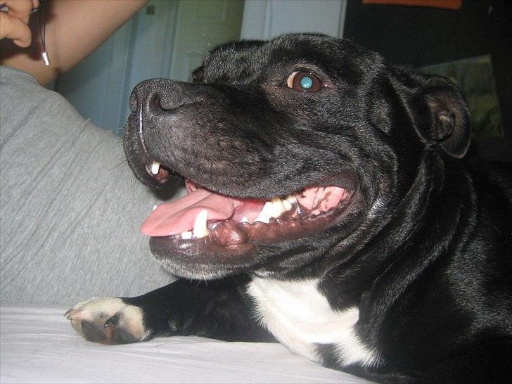 Staffordshire bull terrier nemo billede 18