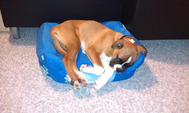 Boxer Zeus billede 7