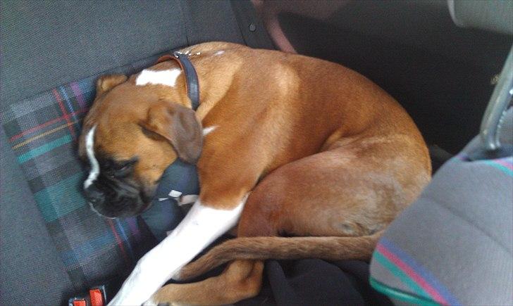 Boxer Zeus billede 8