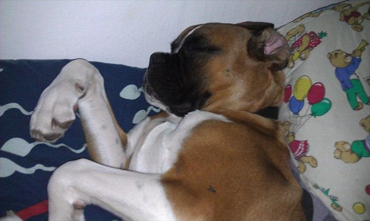 Boxer Zeus billede 9