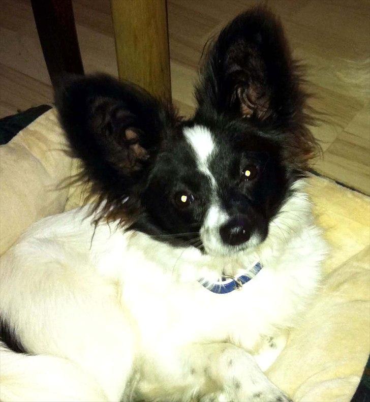 Papillon Luca billede 9