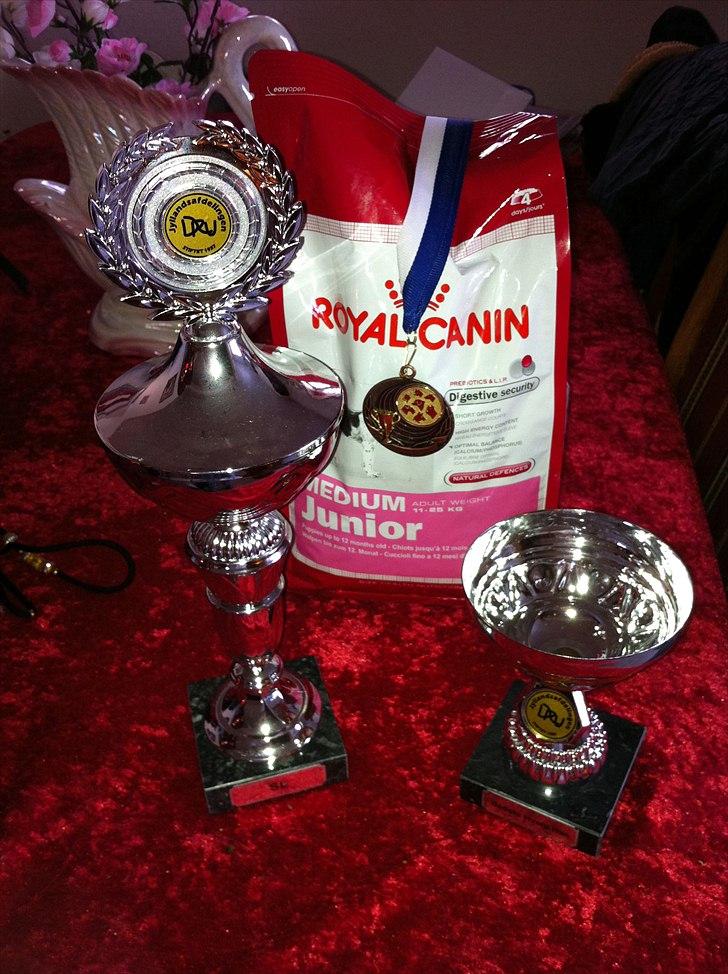 Papillon Luca billede 10