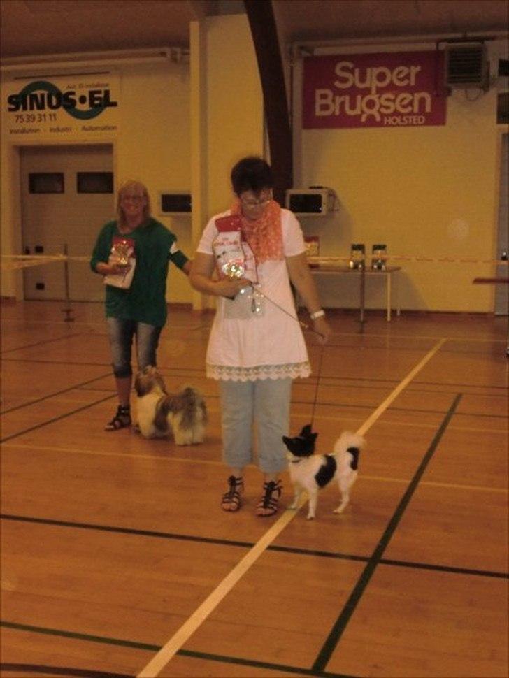 Papillon Luca billede 11