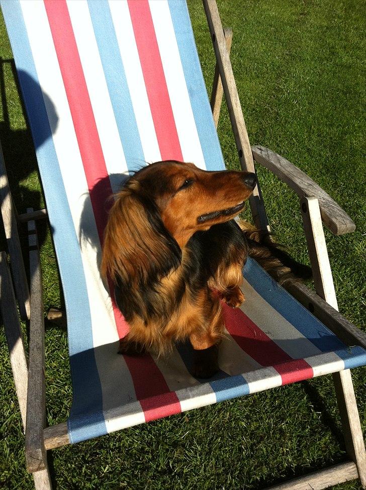 Dværggravhund Berta billede 1