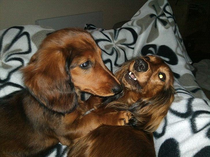 Dværggravhund Berta billede 2