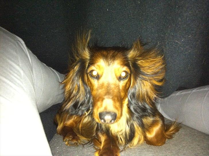 Dværggravhund Berta billede 3