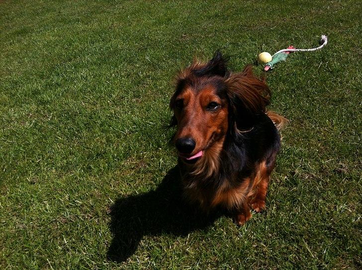 Dværggravhund Berta billede 4