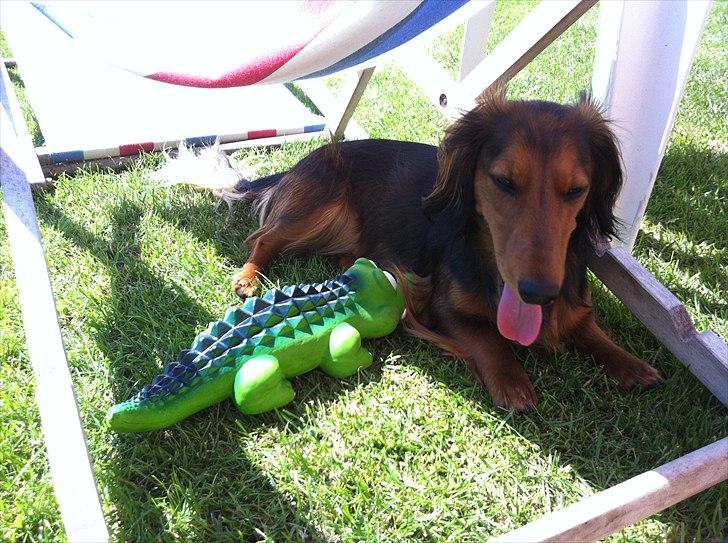 Dværggravhund Berta billede 5