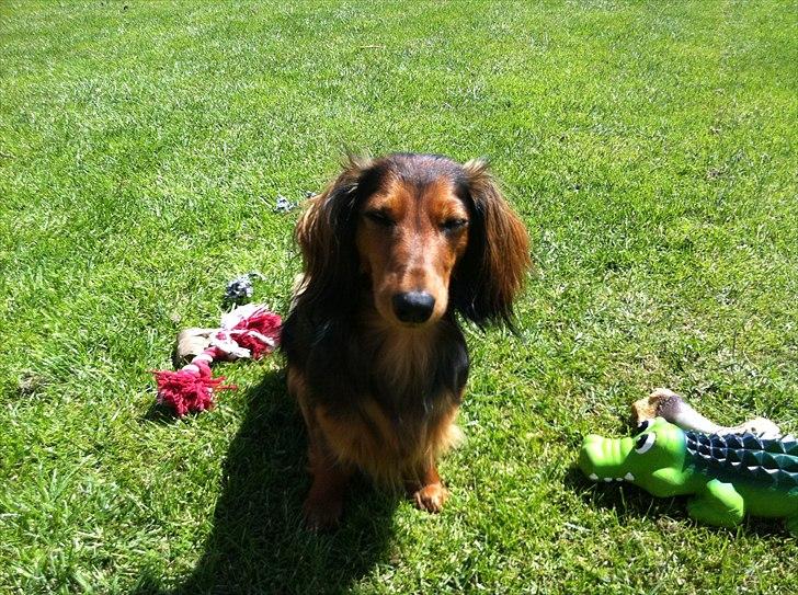 Dværggravhund Berta billede 6