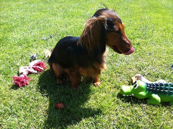 Dværggravhund Berta billede 7