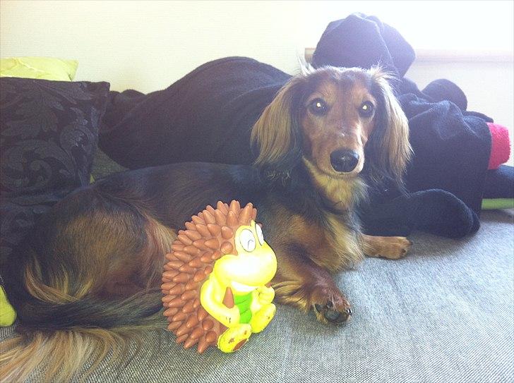 Dværggravhund Berta billede 8