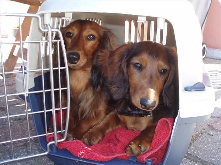 Dværggravhund Berta billede 9