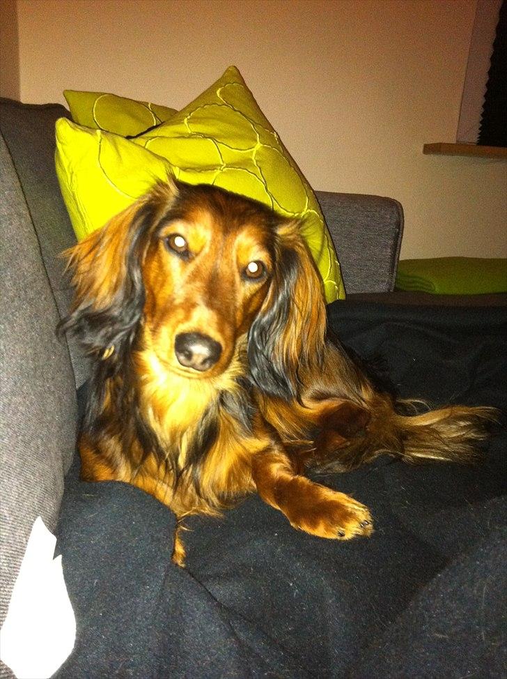 Dværggravhund Berta billede 10