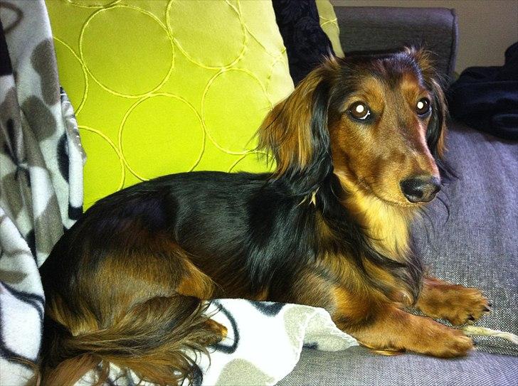 Dværggravhund Berta billede 11