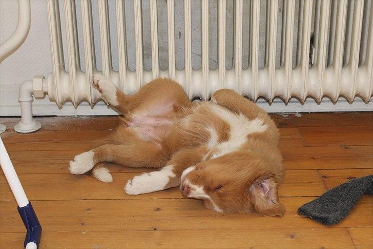 Nova scotia duck tolling retriever Saga billede 16