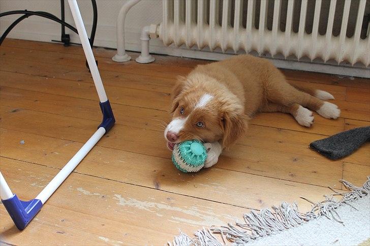 Nova scotia duck tolling retriever Saga billede 6