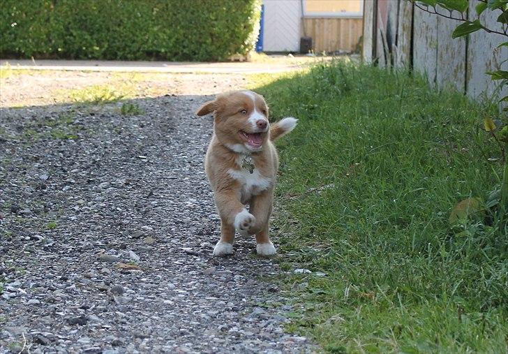 Nova scotia duck tolling retriever Saga billede 9