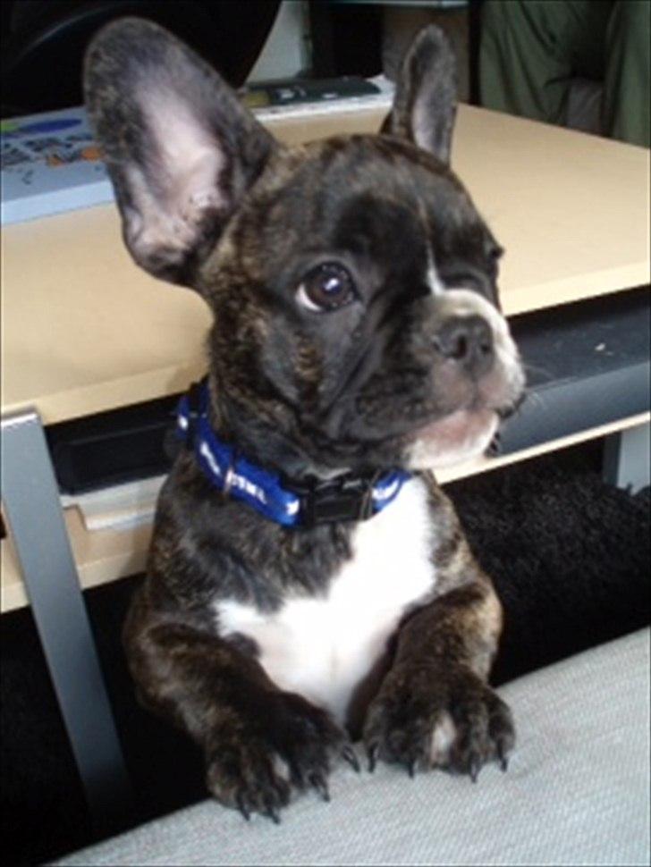 Fransk bulldog Molly billede 1