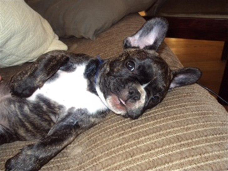 Fransk bulldog Molly billede 2