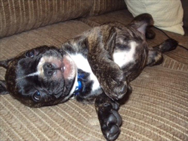 Fransk bulldog Molly billede 3