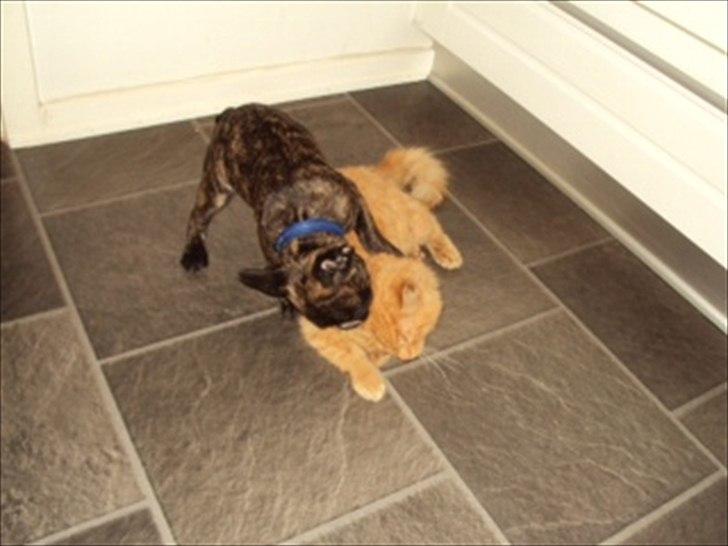 Fransk bulldog Molly - Molly leger med Garfield :) billede 4
