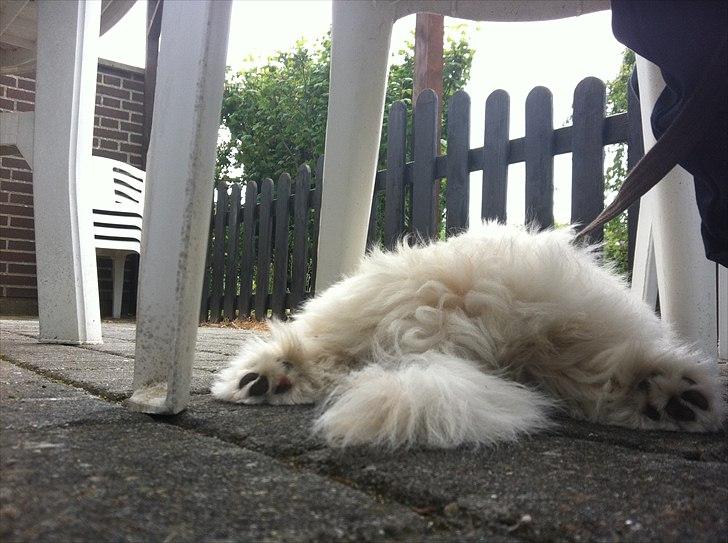 Coton de tulear Vicky billede 15